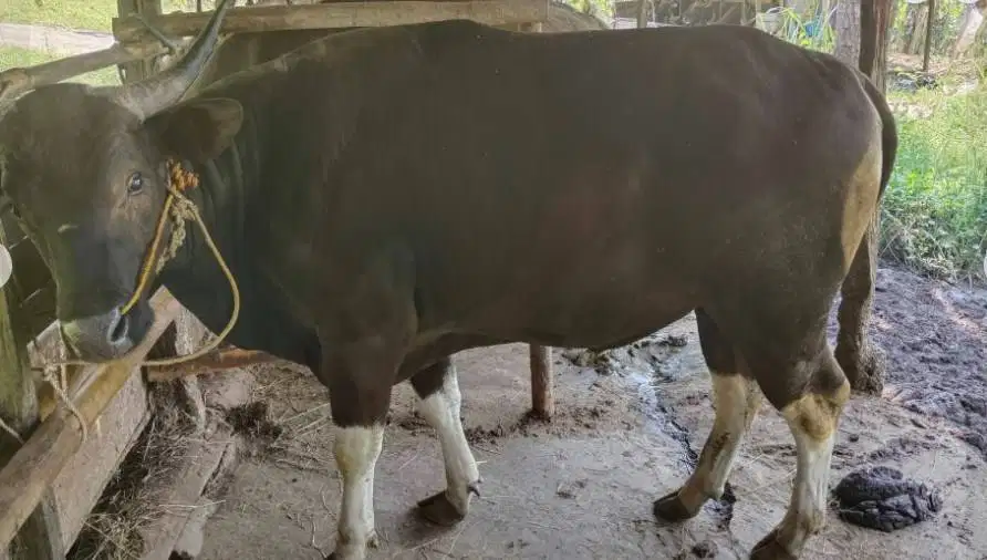 sapi bali 400kiloan layak hewan kurban terbaik 2026 timbang kiloan top