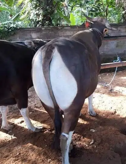 sapi bali 400kiloan layak hewan kurban terbaik 2026 timbang kiloan top