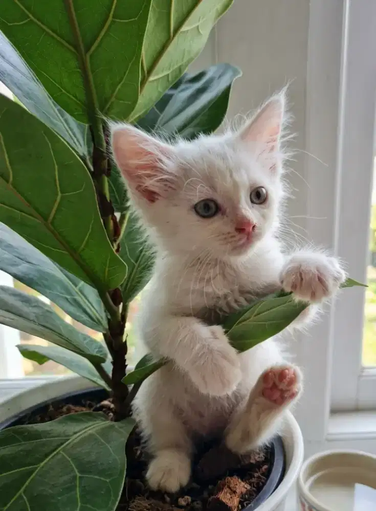 Flatnose Red Point Jantan