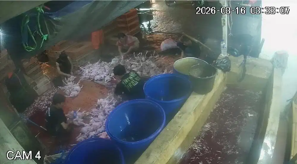 Lowongan kerja tenaga pencabut bulu ayam