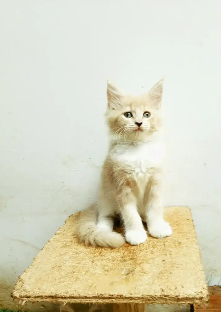 Kitten mainecoon betina pure no mix. Induk ped cfa maine Coon