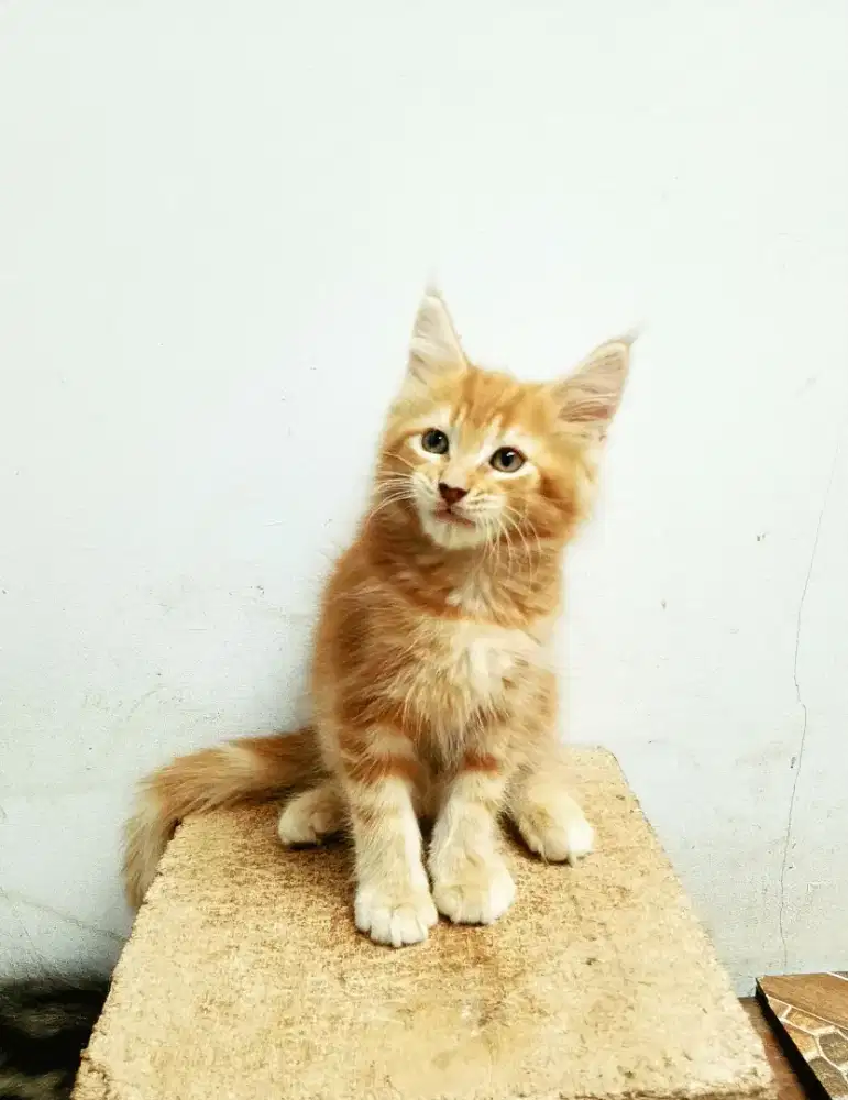 Kitten Mainecoon jantan pure bkn mix. Induk ped cfa Maine Coon
