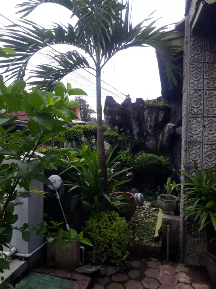 Jual palem putri tingg 2.5 mtr