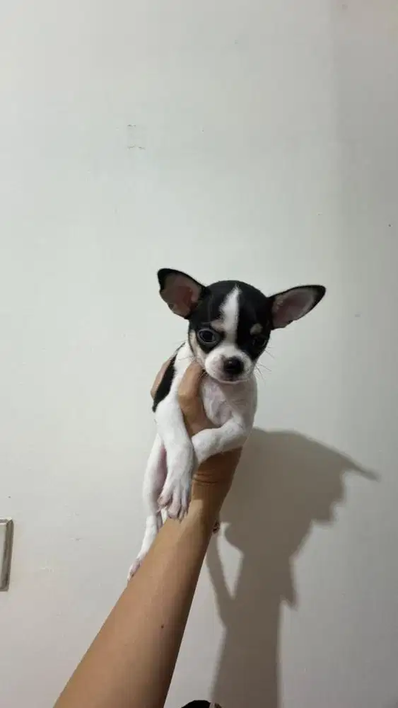 Dijual Anakan chihuahua