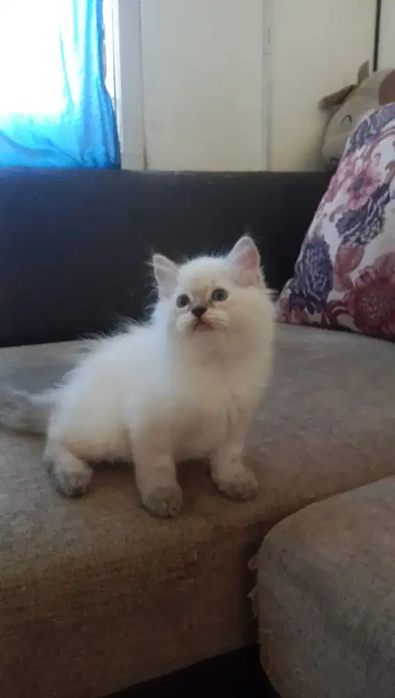 Kucing Himalaya umur 2 bln