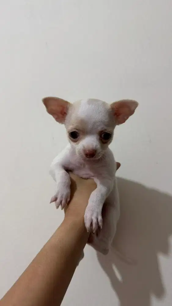 Dijual anakan chihuahua