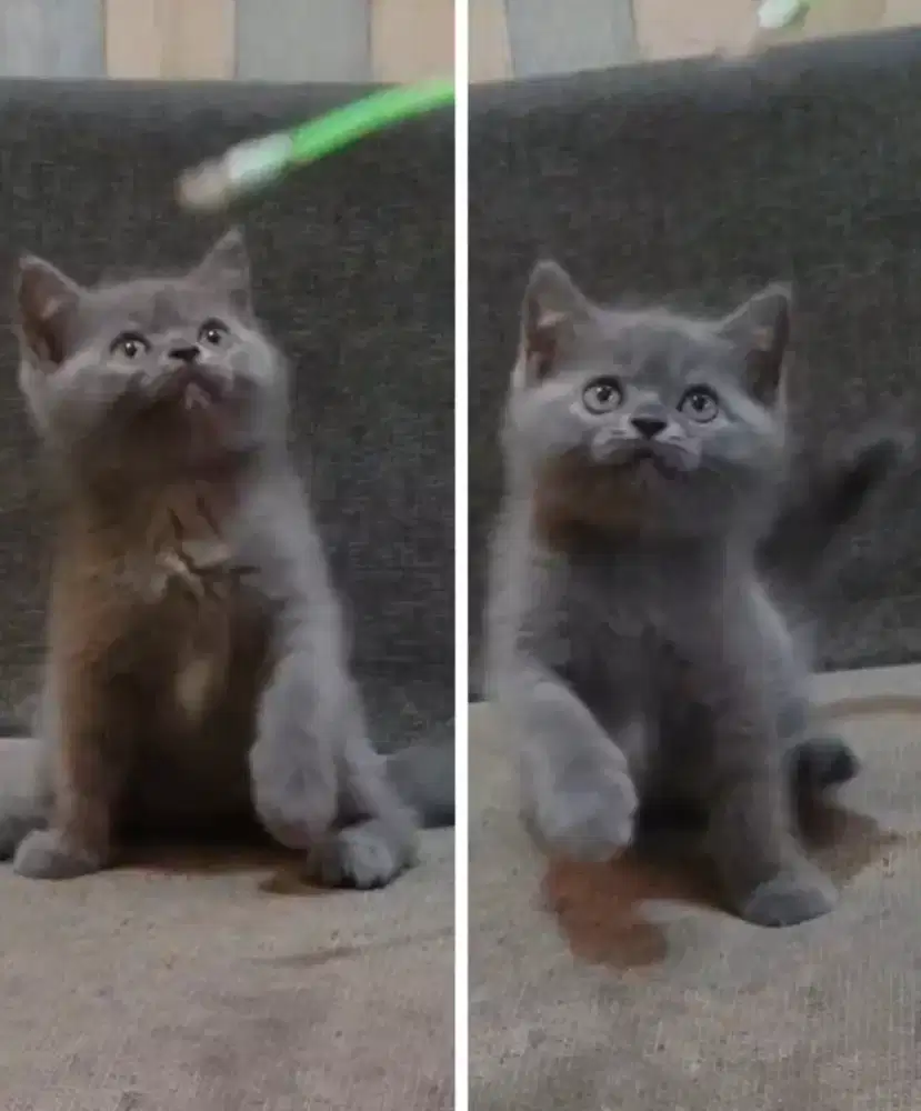 Kucing kitten British Shorthair Betina bluesolid