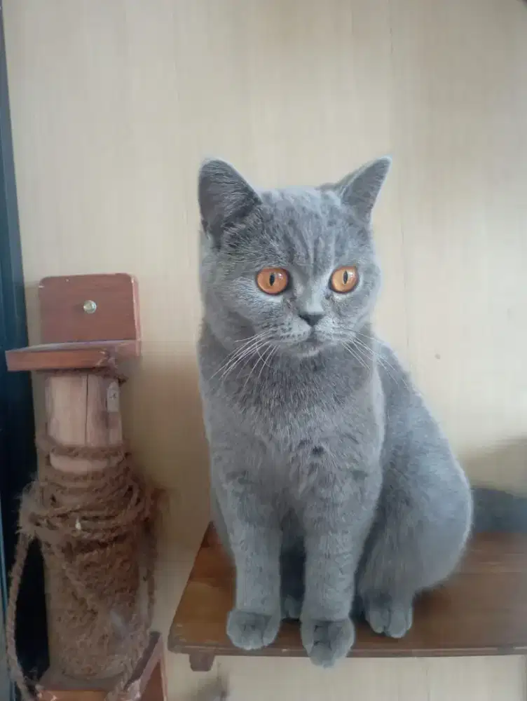 British shorthair hamil