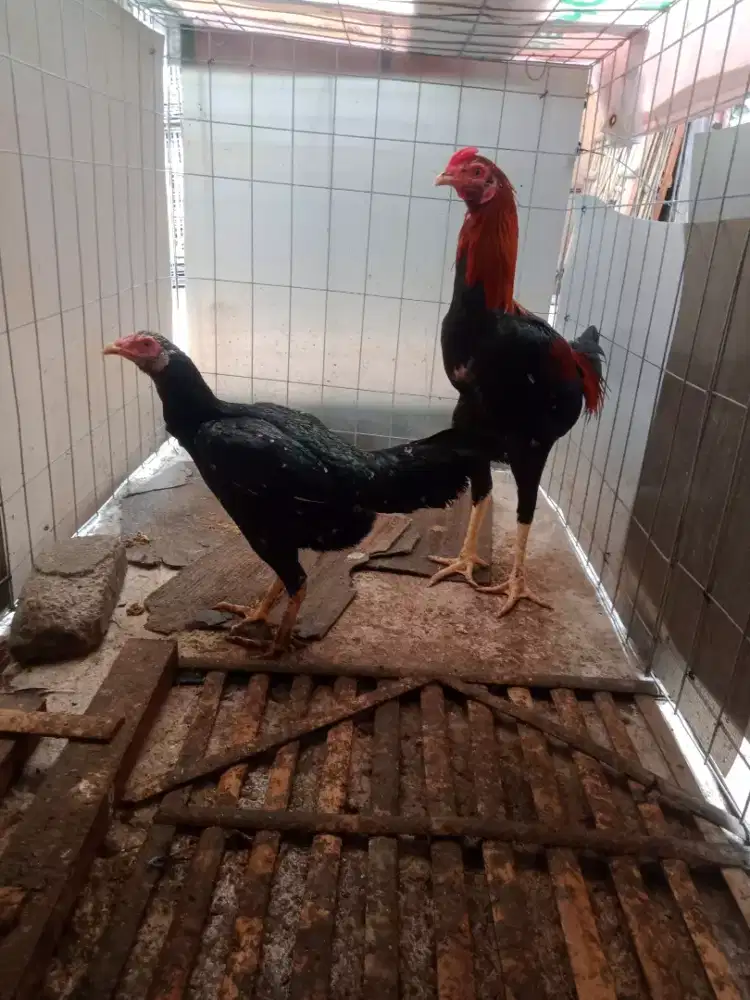 Ayam 3ekor  Bangkok 350 .000