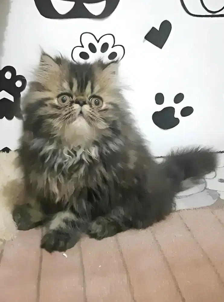 Persia peaknose betina