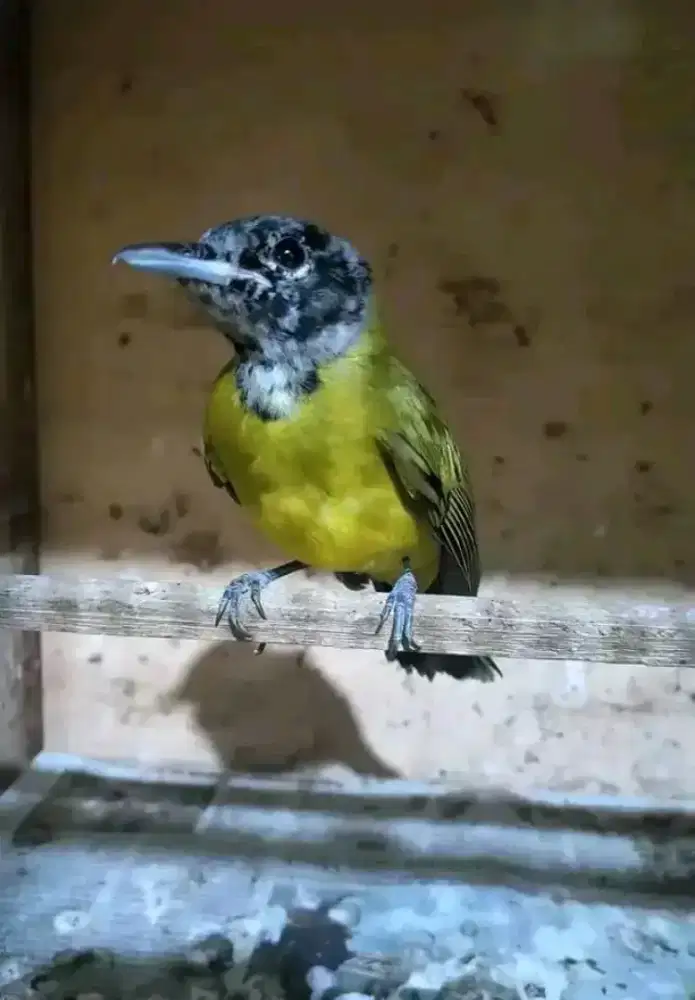 BurungSamyong jantan MH sdh makan pur