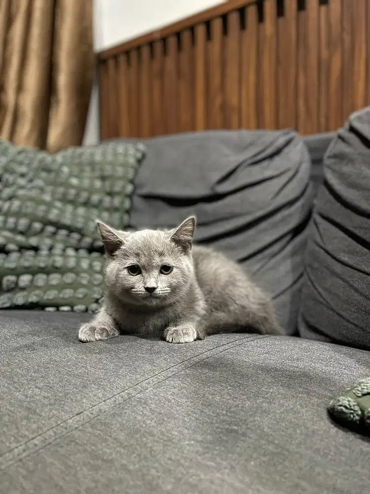 Kucing BSH Kitten British Short Hair