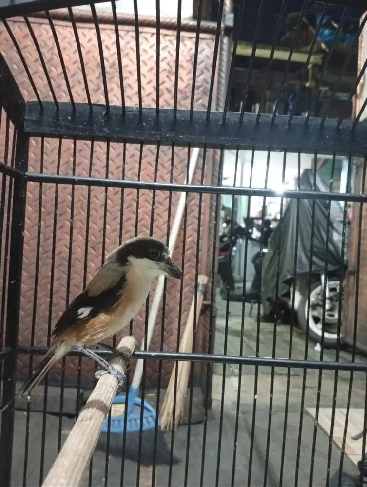 Pentet sembur fs nego