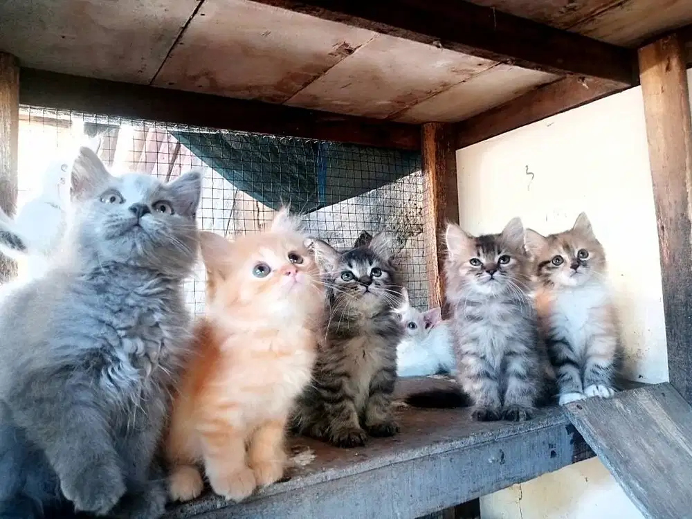 Kitten Persia medium