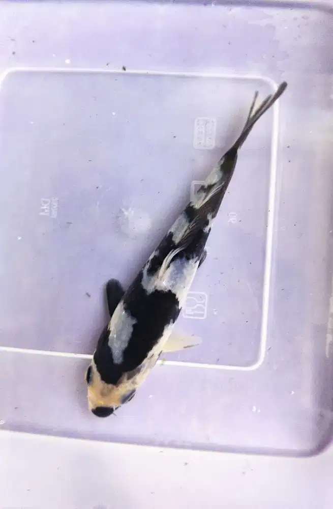 Koi Shiro Super Quality