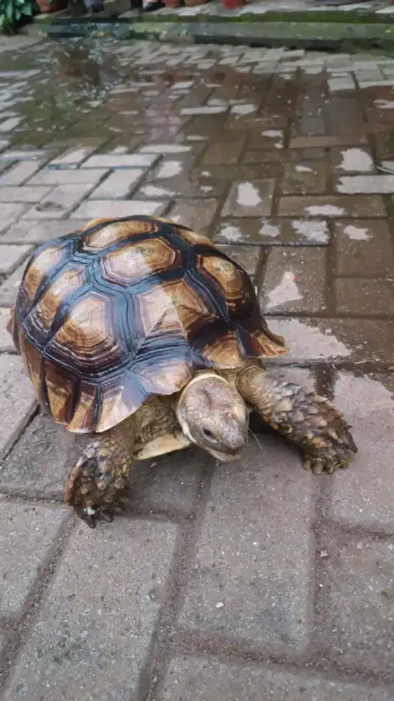 Kura Kura dara Sulcata, murah