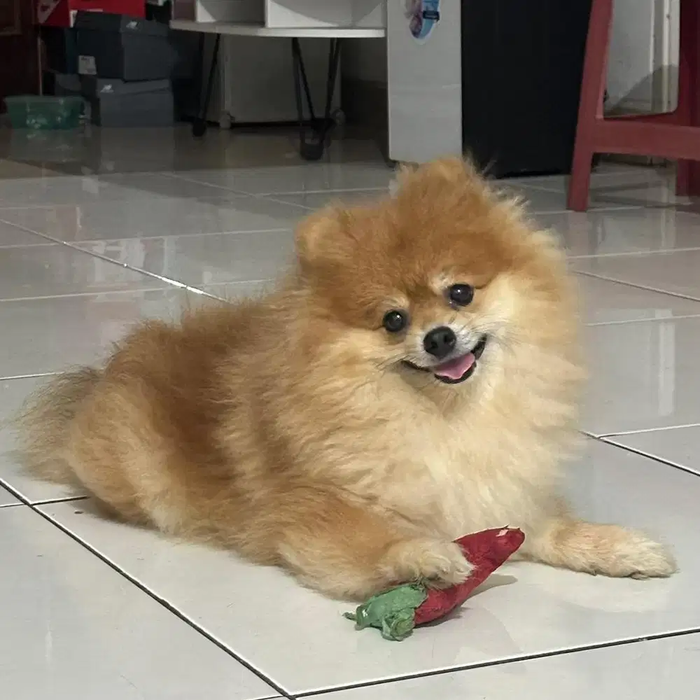 Anjing Mini Pom Jantan + (Bonus Kandang) Sehat Gembul Lucu Pomeranian