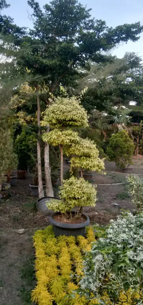 Bonsai anting putri UK jumbo,Tgg 3m+