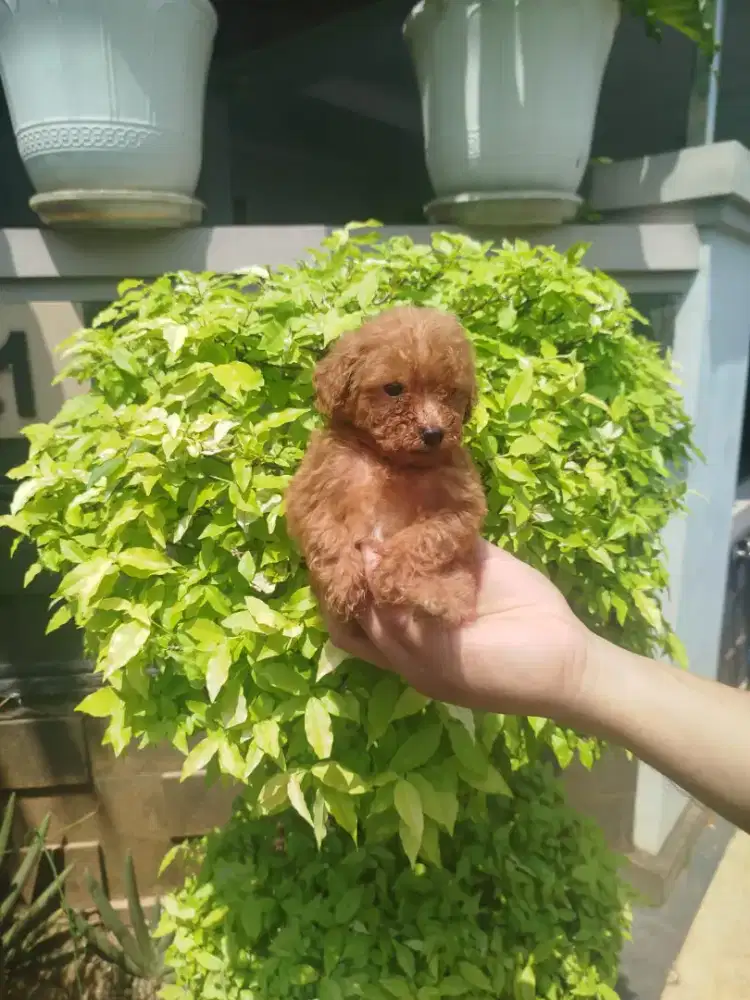 Puddle Tiny (tea cup) all female cute obat cacing d vit kosongan