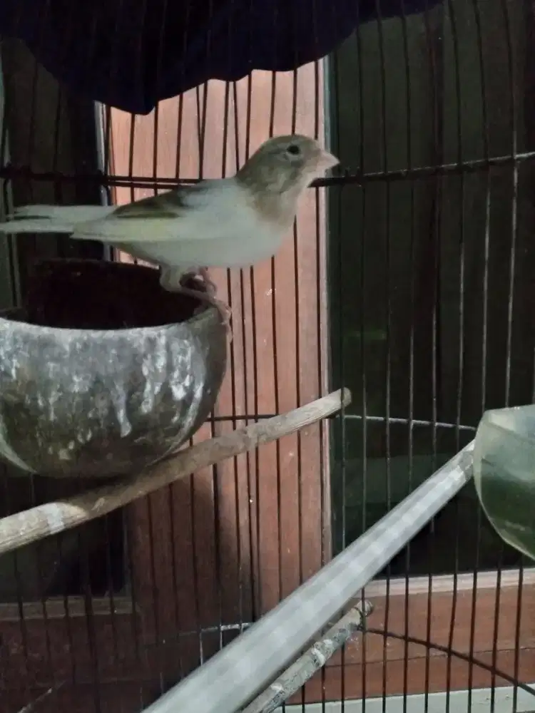 Kenari induk betina dan anaknya