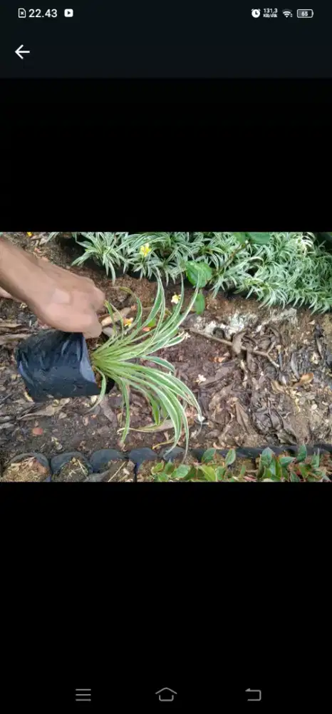 Pohon hias lili paris