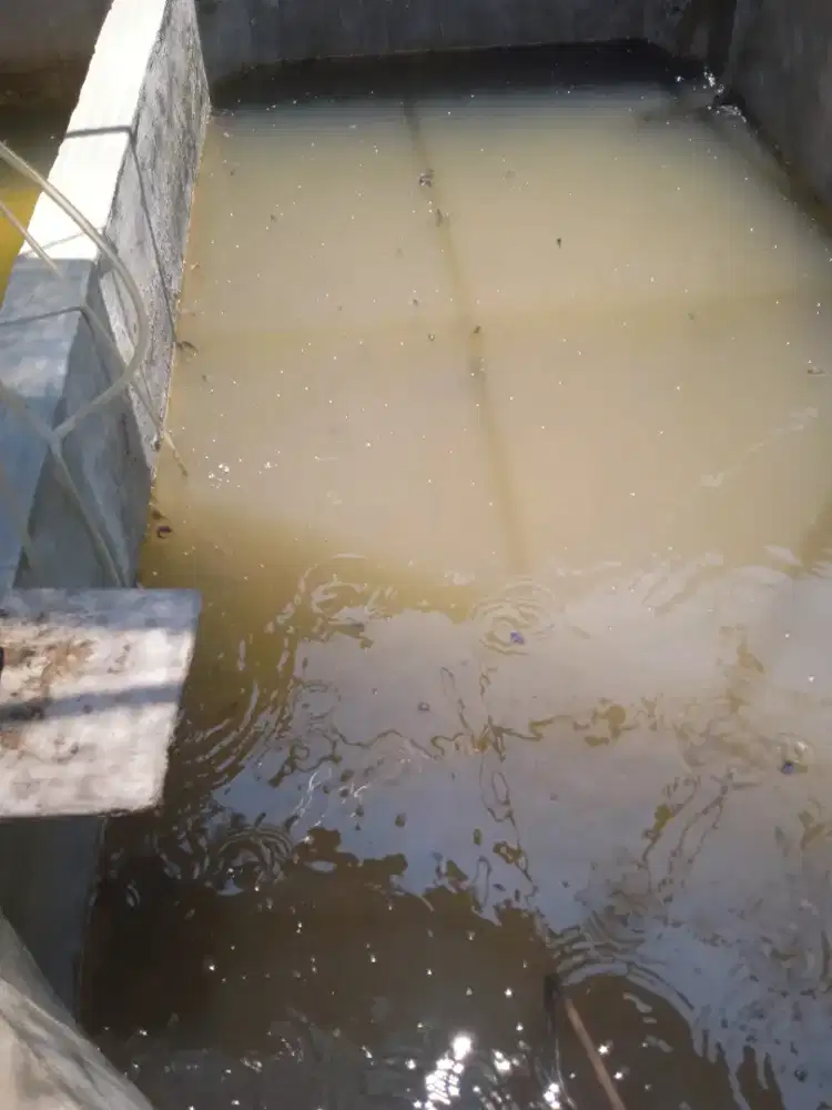 Bibit lele Uk. Sortir 4-6 = 1000 ekor