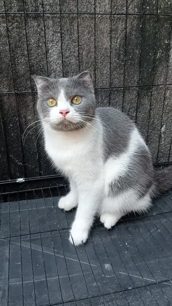 Scottish fold betina