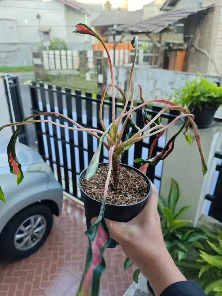 Aglonema Medusa rare item