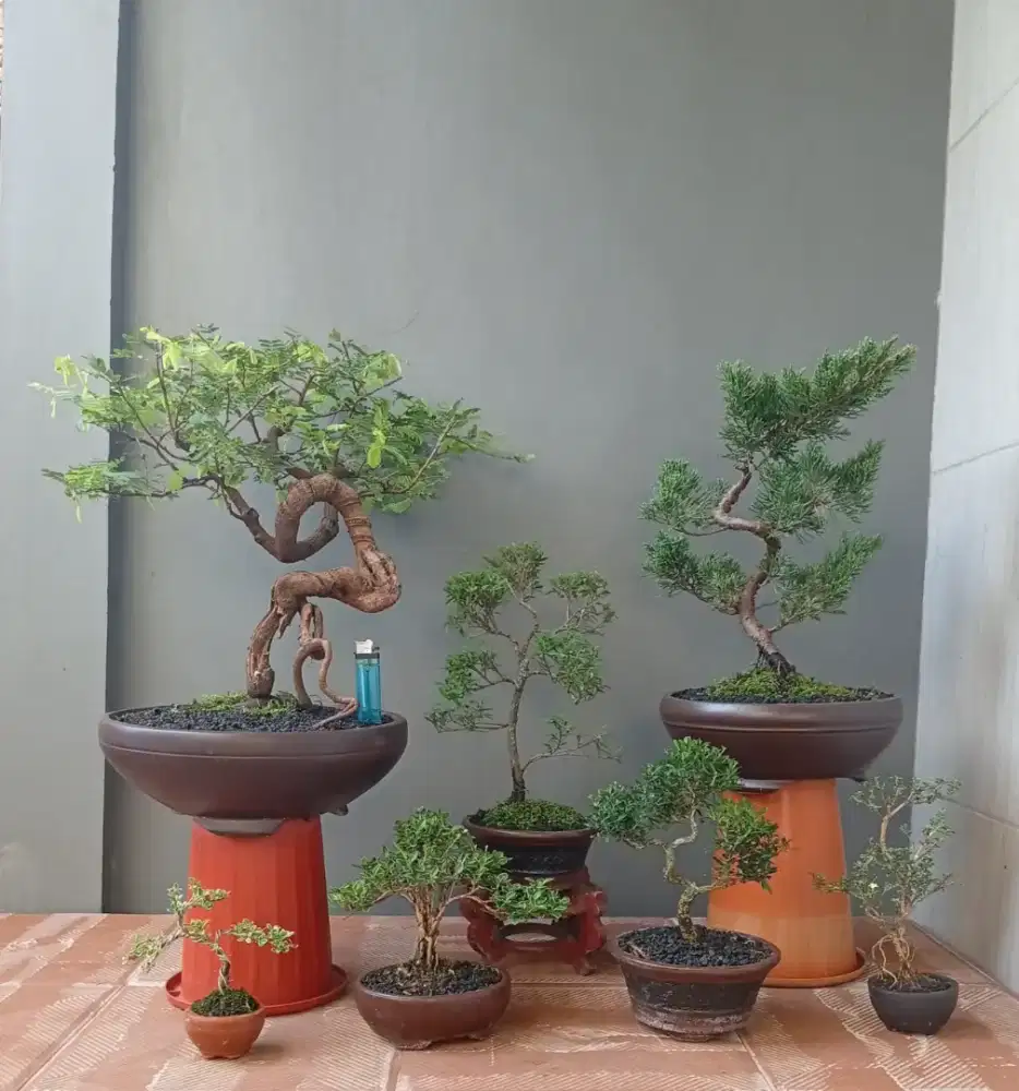 Borongan mini bonsai ada 7 pohon