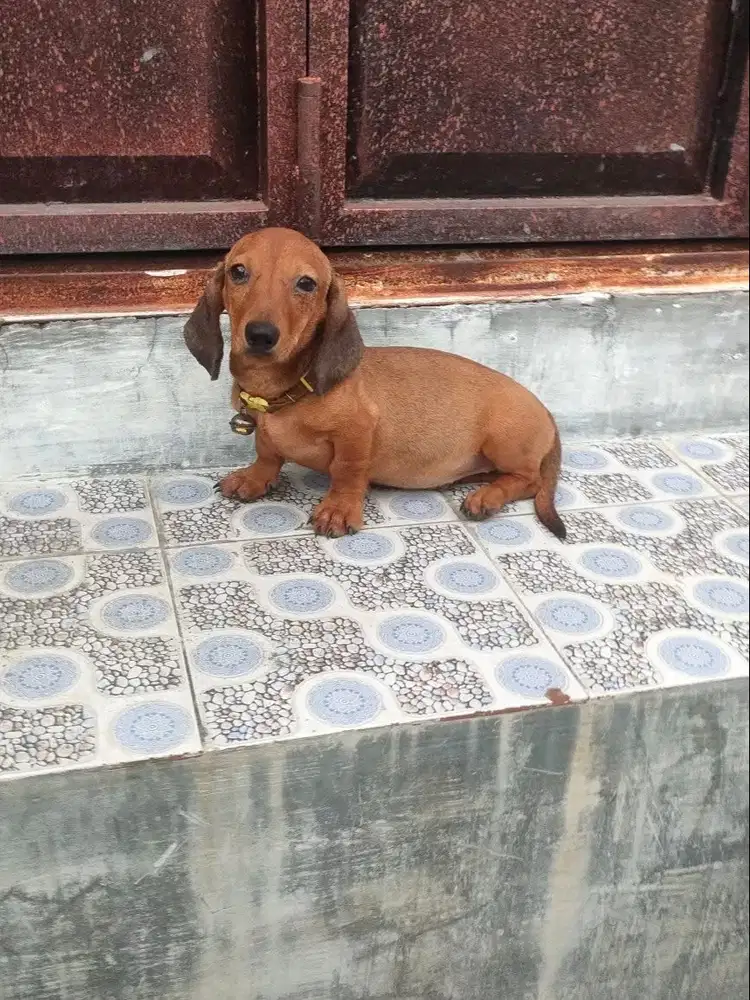 Anjing Miniature Dachshund/Anjing Tekel
