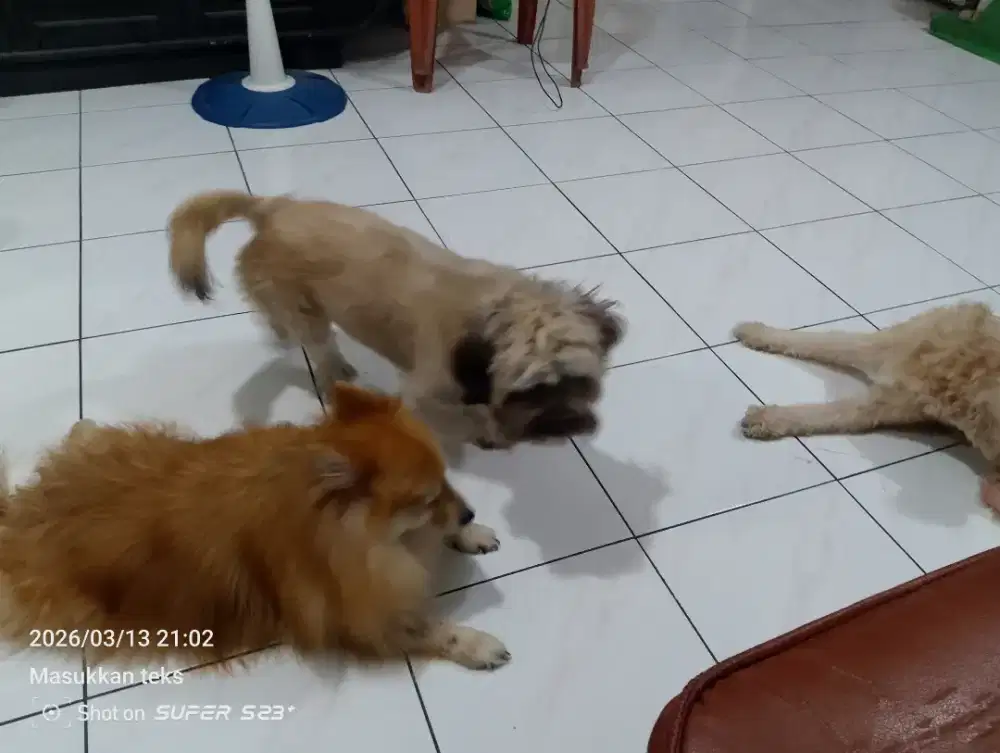 Penitipan anjing & kucing menjelang lebaran