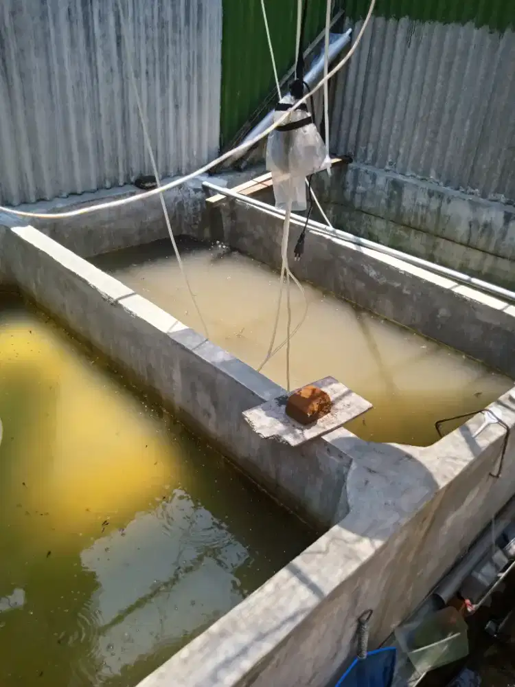 Bibit lele Uk. Sortir 4-6 = 1000 ekor