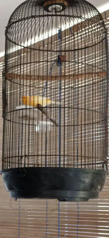 Burung kenari fullset