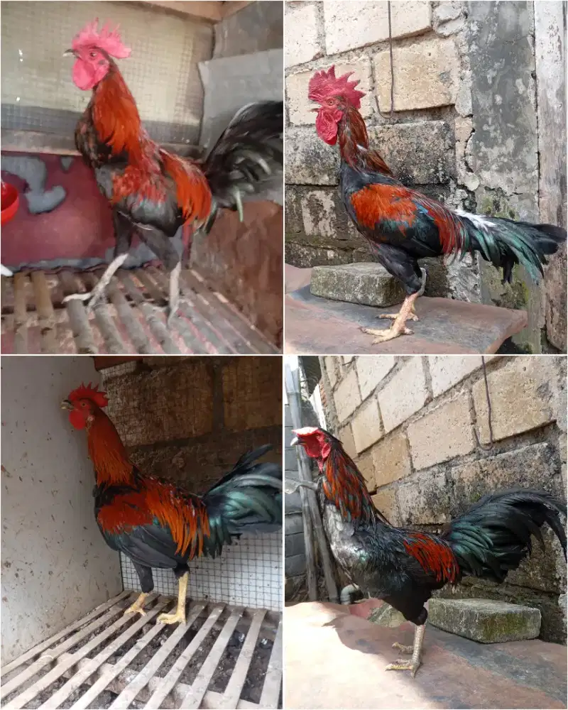Ayam kampung jantan jago