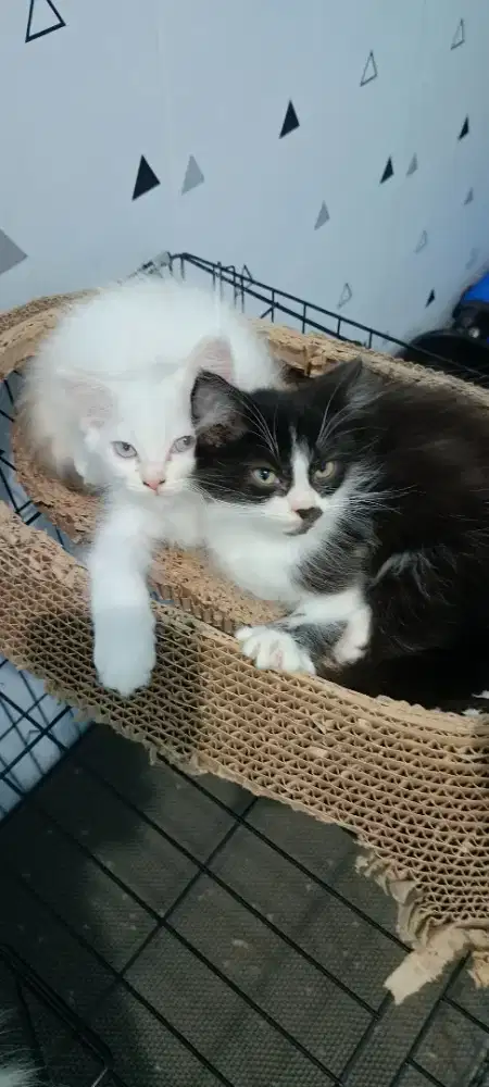 Kucing hasil breding sendiri