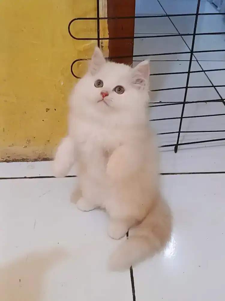 Kucing Persia Flatnose Jantan Super