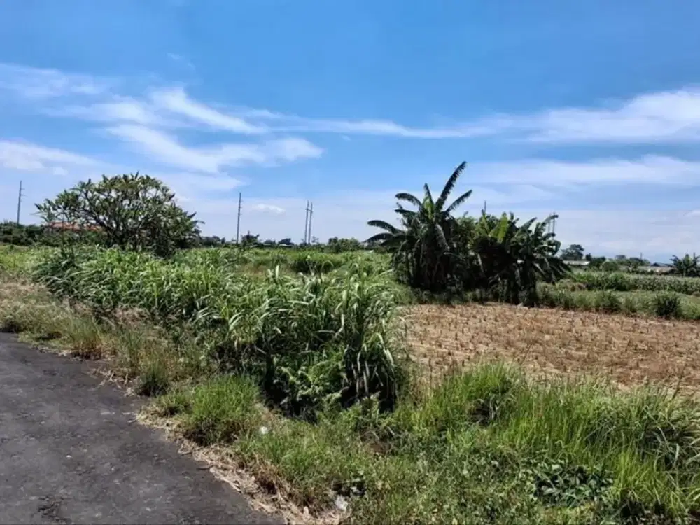 Tanah Pertanian 19,7 Are View Sawah Dijual, di Area Padang Galak Sanur