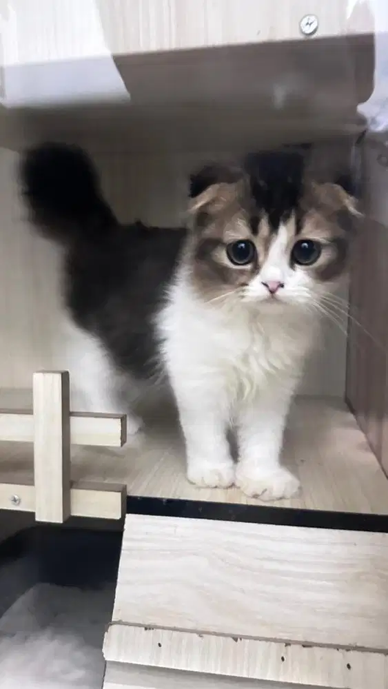 Kitten Scottish fold