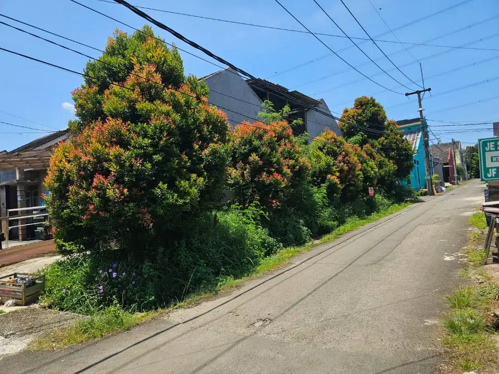 Dijual Tanaman Pucuk Merah Tinggi sekitar 2-3 meter