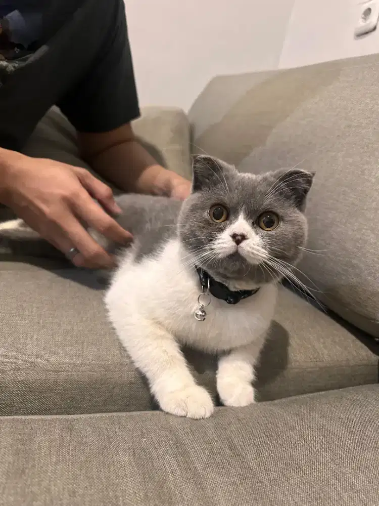 Brittish Shorthair pedigree mix scottish pedigree, Jantan, sehat