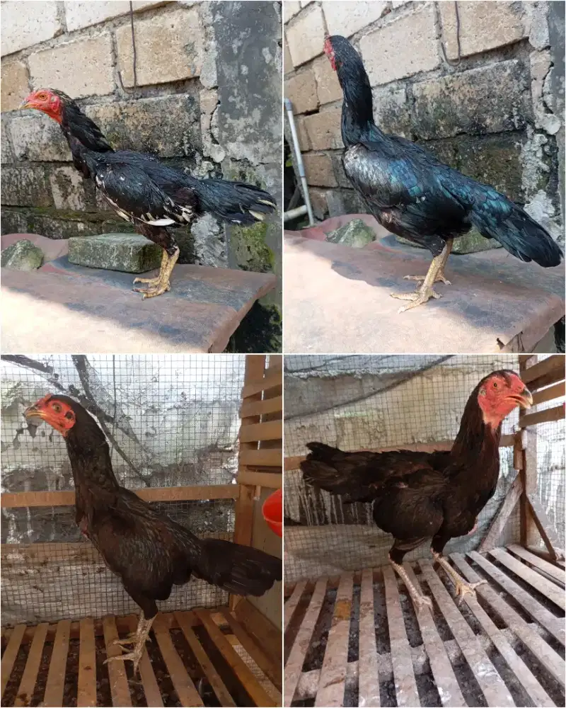 Ayam kampung betina biang