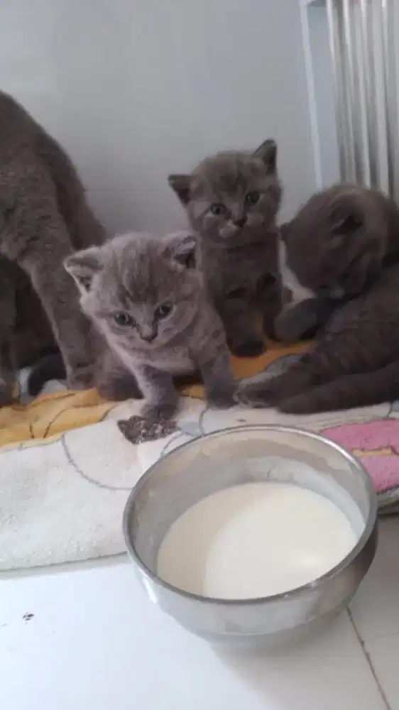 KUCING BSH BRITISH SHORT HAIR SEHAT GENDUT LINCAH