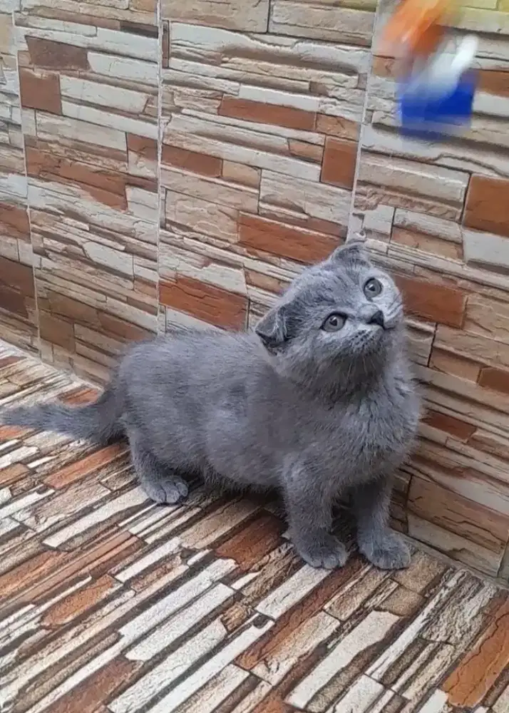 Kitten scottish fold