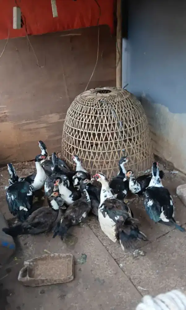 Jual entok hidup dan bisa di sembelih