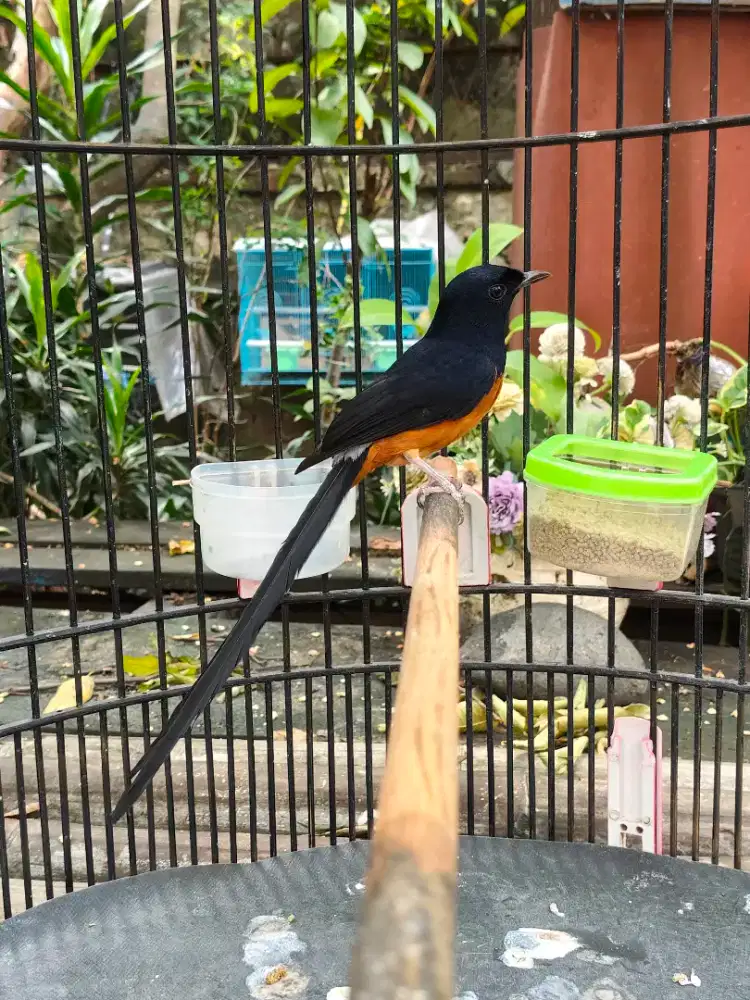 Burung murai ekor panjang Gacor