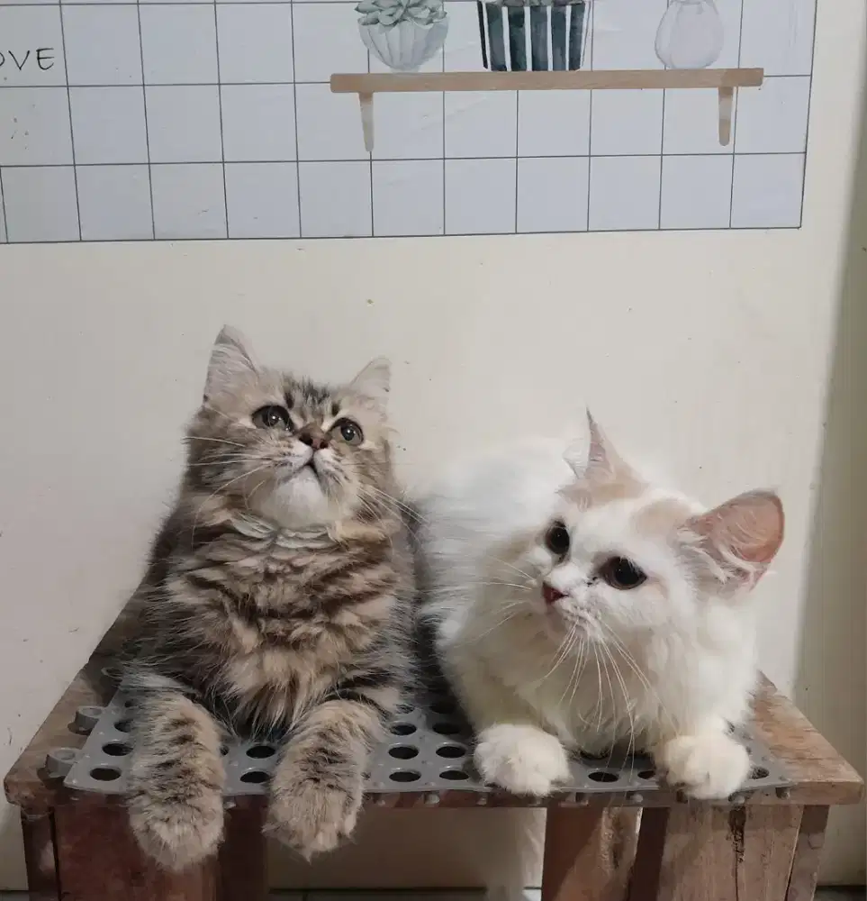 Kucing persia/Betina/4 bulan