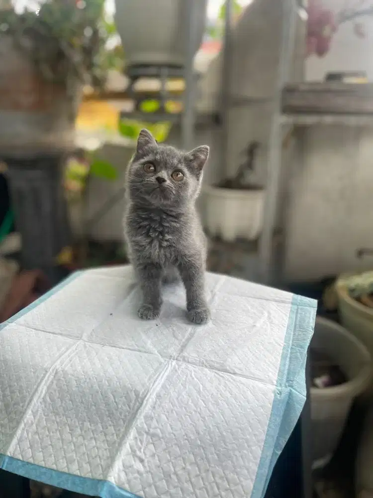 Kitten British short hair betina