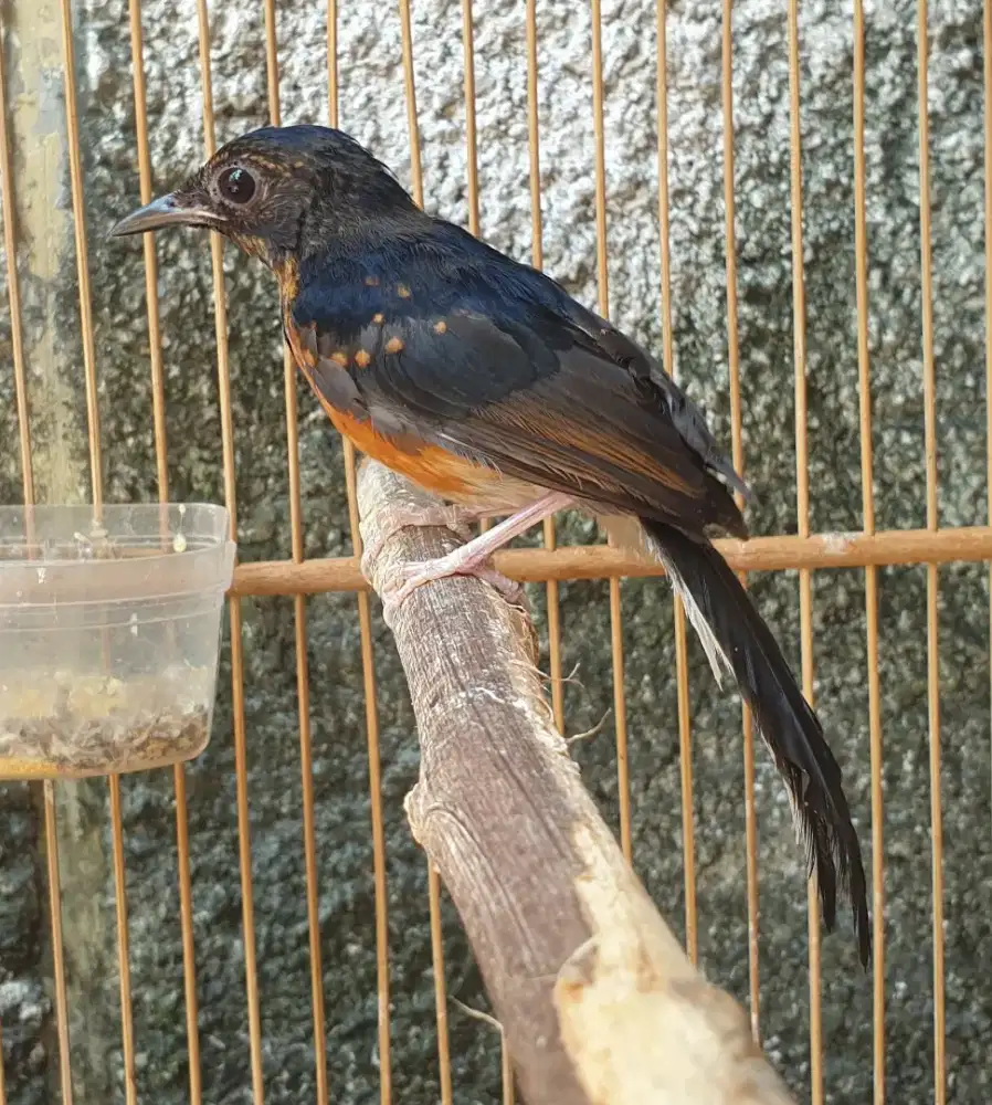 Murai medan trotol jantan rajin sesuai foto