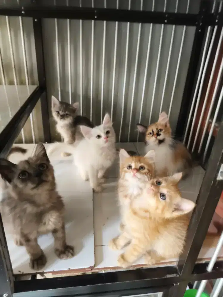 Kitten Persia 2,5 bulan