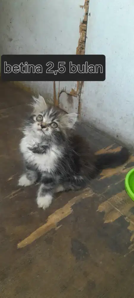 Munchkin non standar ( ns) betina